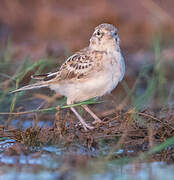 Greater Short-toed Lark