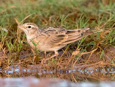 Greater Short-toed Lark