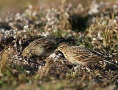 Eurasian Skylark