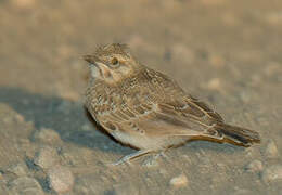 Eurasian Skylark