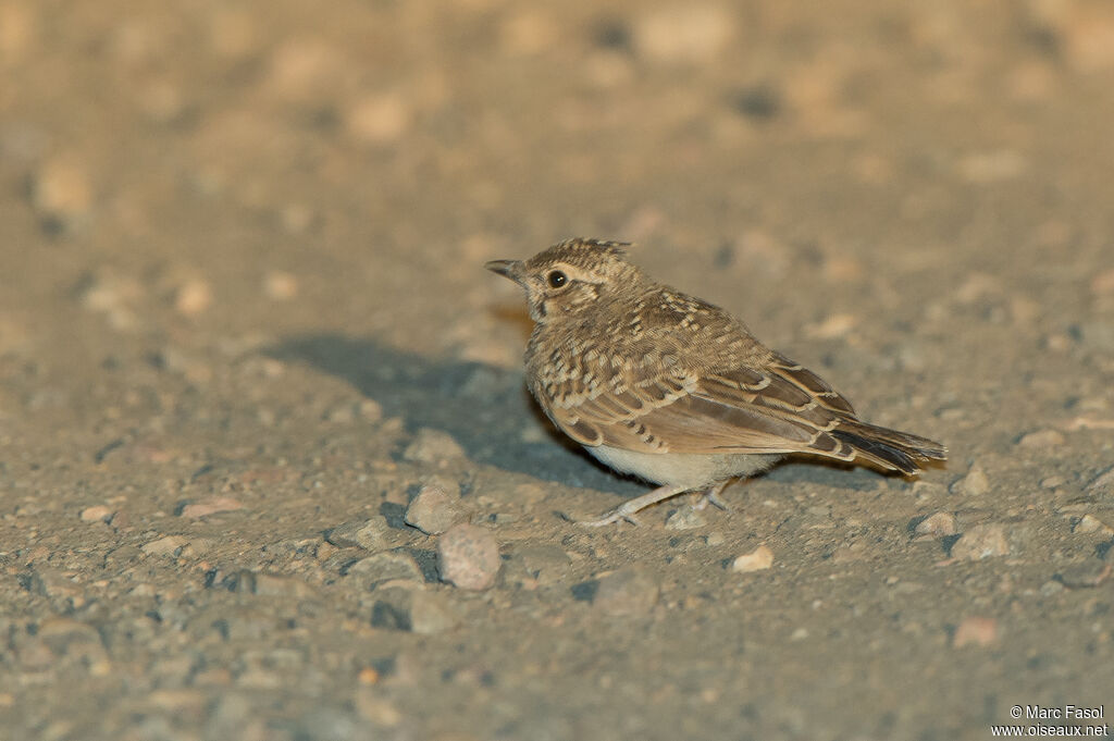 Eurasian Skylarkjuvenile