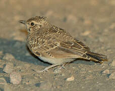 Eurasian Skylark