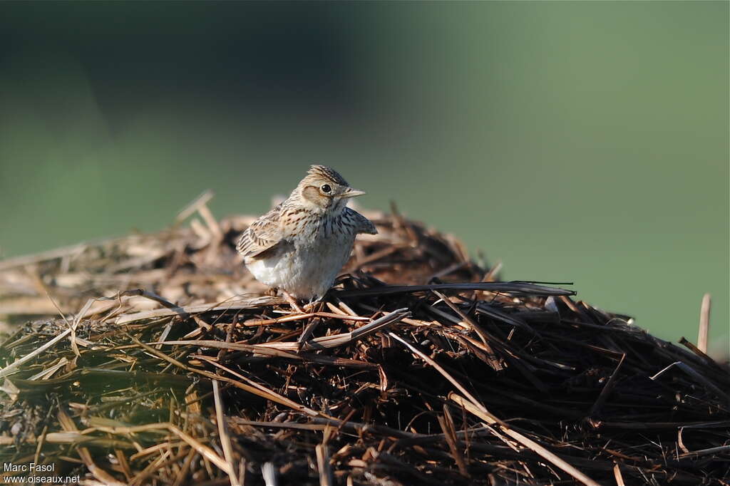 Alouette des champsadulte, portrait, camouflage, pigmentation