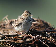 Eurasian Skylark