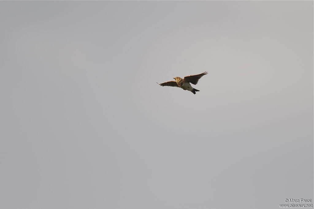 Eurasian Skylark male adult, Flight, song, Behaviour