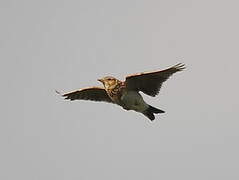 Eurasian Skylark