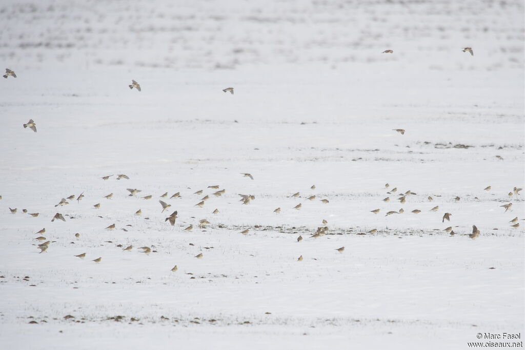 Eurasian Skylark, Flight