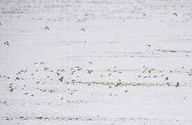 Eurasian Skylark