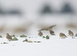 Eurasian Skylark