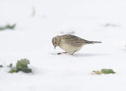 Eurasian Skylark