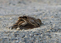 Eurasian Skylark