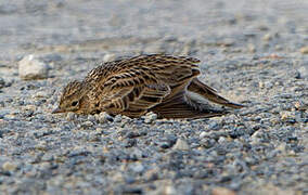 Eurasian Skylark