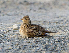 Eurasian Skylark