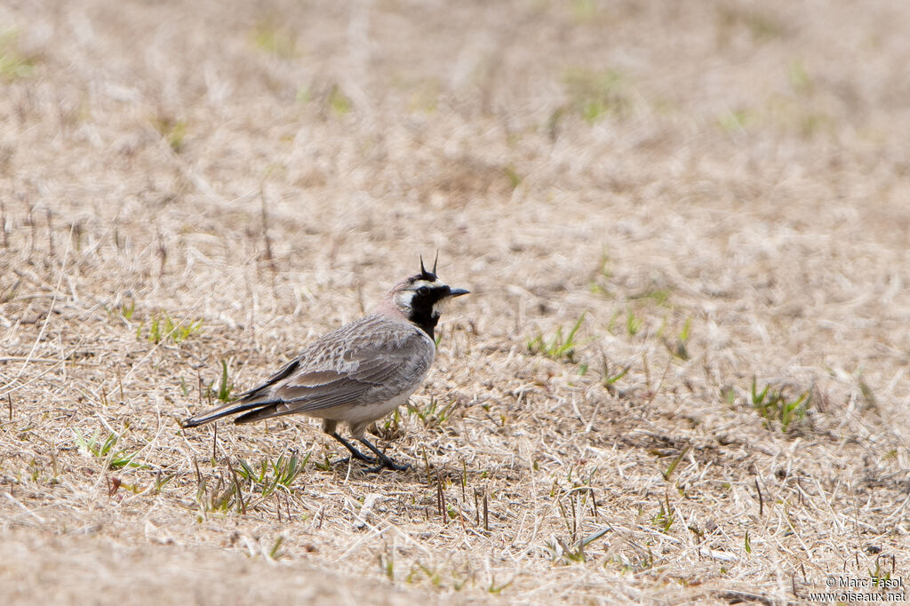 Horned Larkadult, identification