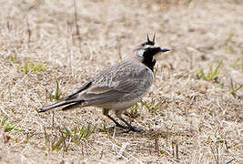 Horned Lark