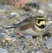 Horned Lark