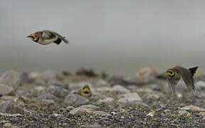 Horned Lark