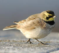 Horned Lark