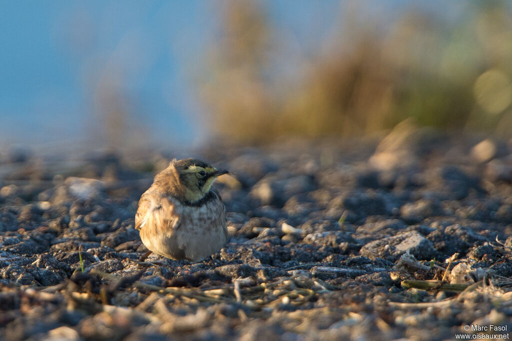 Horned Lark