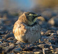 Horned Lark