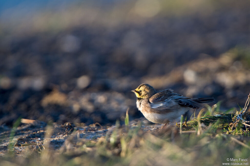 Horned Lark