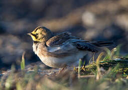 Horned Lark