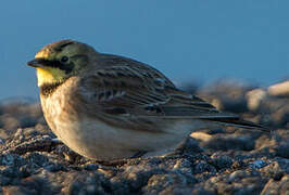 Horned Lark