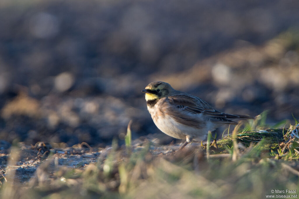 Horned Lark