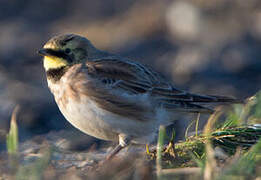 Horned Lark