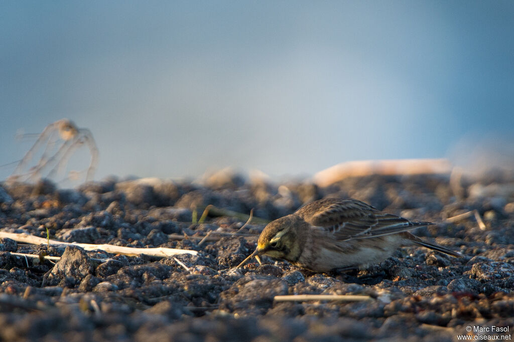 Horned Lark, eats