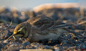 Horned Lark