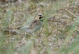 Horned Lark