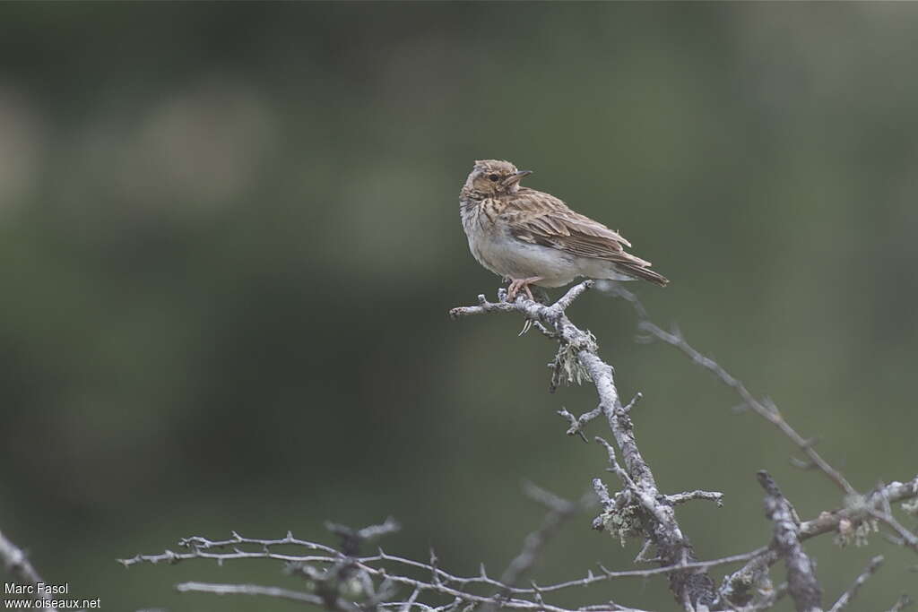 WoodlarkFirst year, moulting, pigmentation, Behaviour