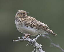 Woodlark