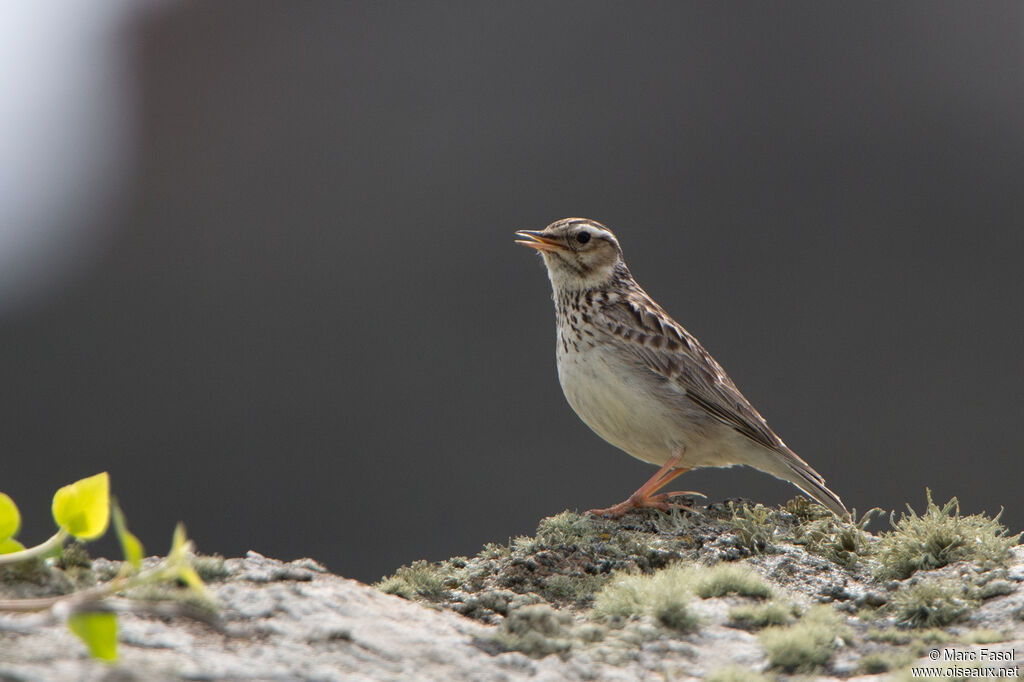 Woodlark male adult, identification