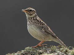 Woodlark