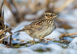 Woodlark