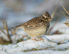 Woodlark