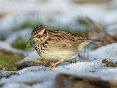 Woodlark