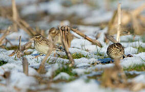 Woodlark