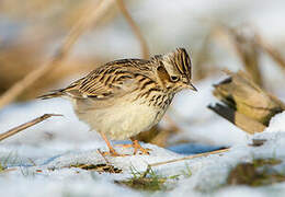 Woodlark