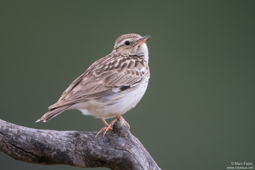 Woodlark male, adult, breeding, identification, song