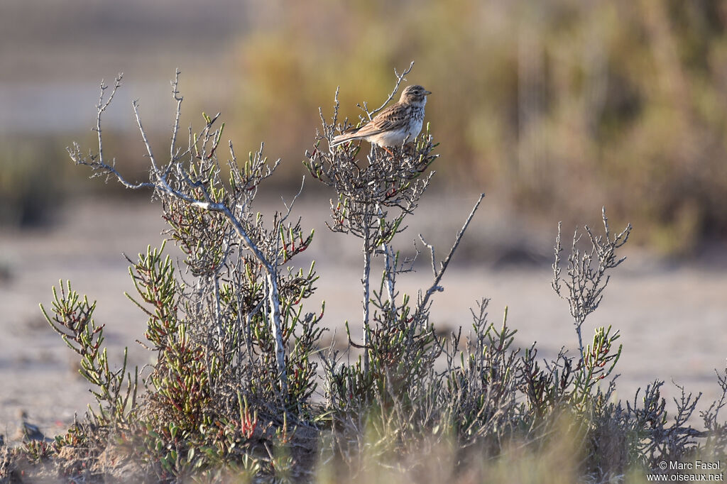 Lesser Short-toed Larkadult breeding, identification