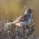 Alouette pispolette