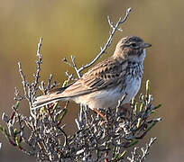 Alouette pispolette