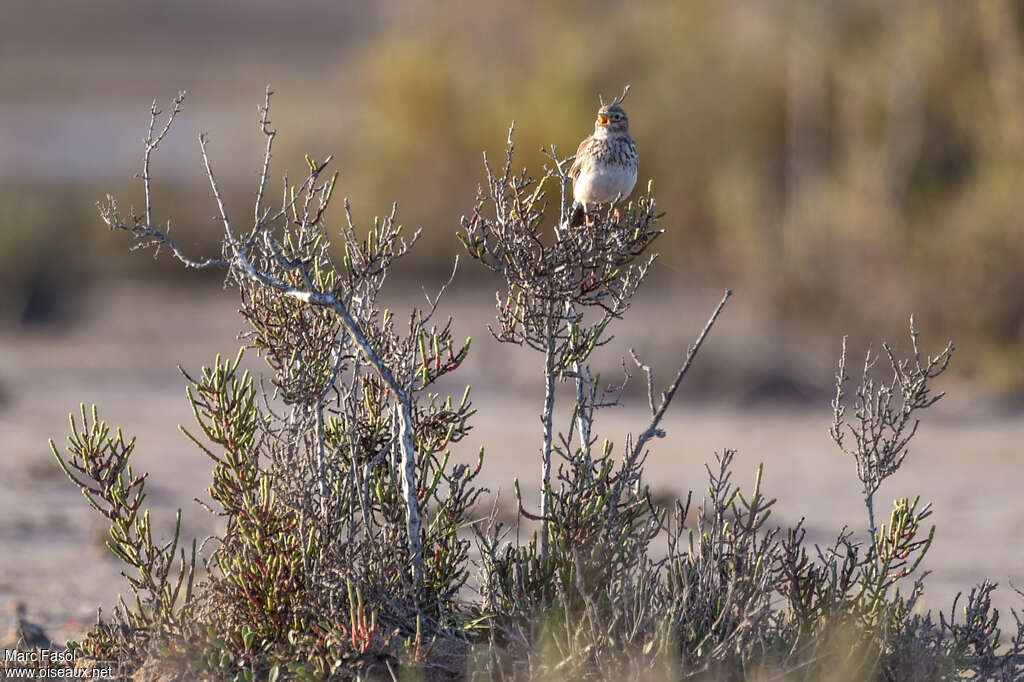 Mediterranean Short-toed Lark male adult breeding, habitat, song