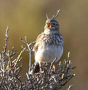 Mediterranean Short-toed Lark