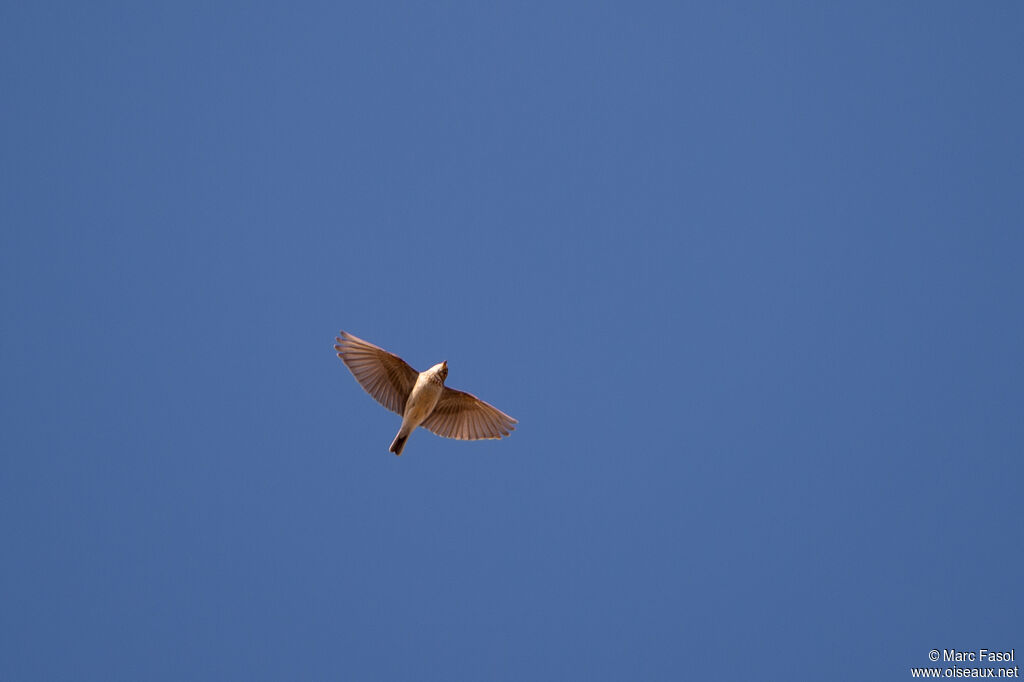 Mediterranean Short-toed Lark male adult, identification, Flight, song