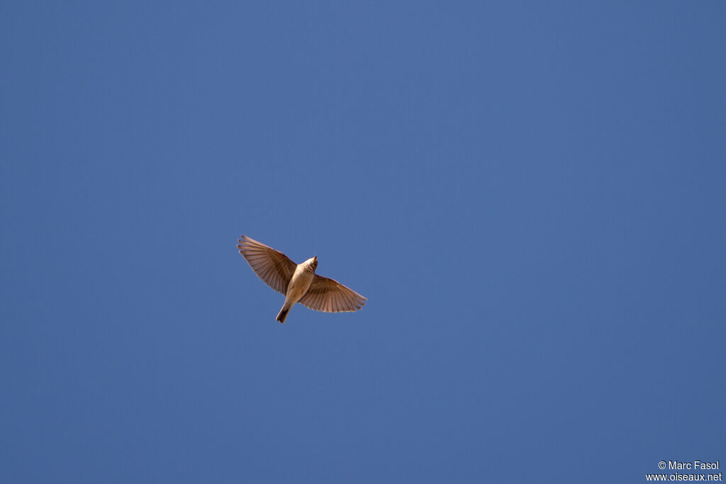 Lesser Short-toed Lark male adult, identification, Flight, song