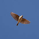 Alouette pispolette